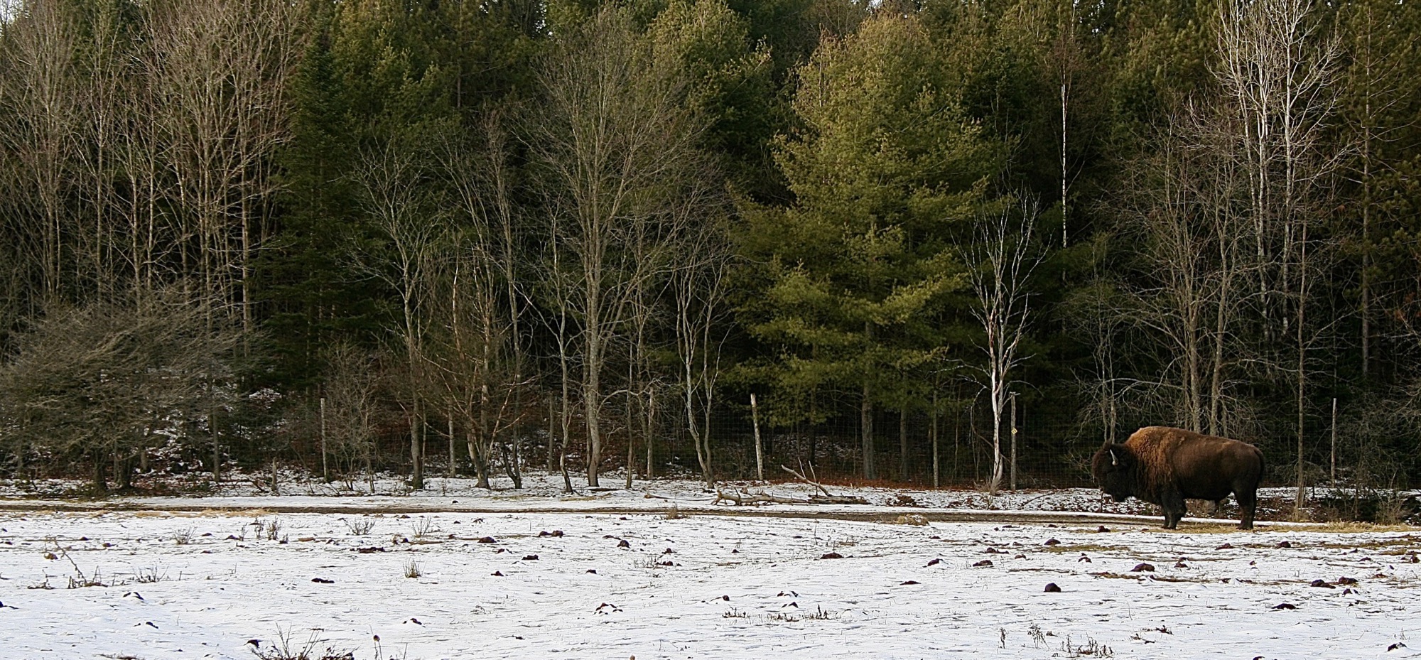 Wildlife by Joseph — 14