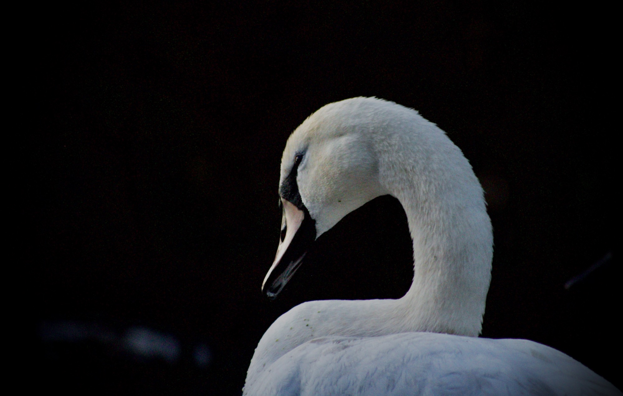 Wildlife by Joseph — 02