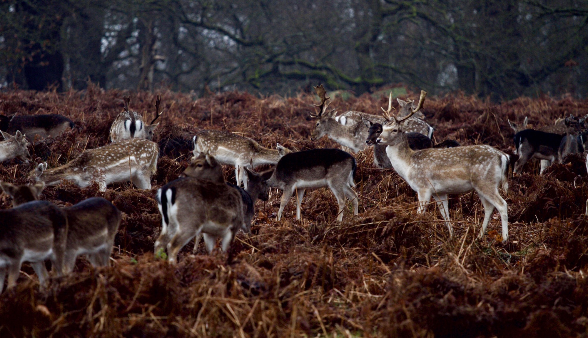 Wildlife by Joseph — 12