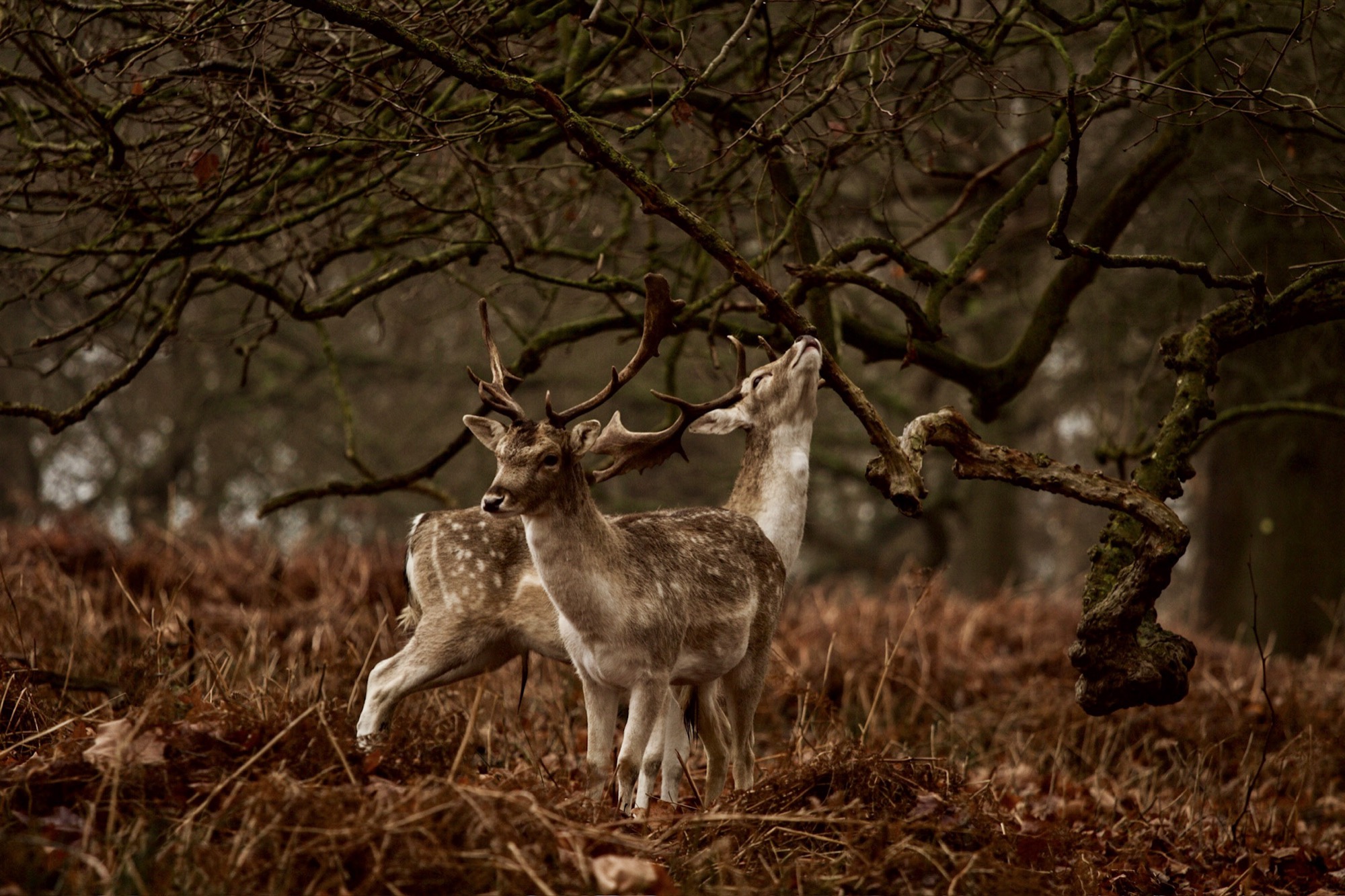 Wildlife by Joseph — 04